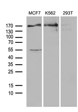 USP40 Antibody (aa767-912, clone OTI2C5)