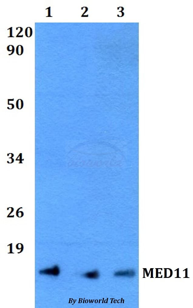 MED11 Antibody