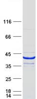 Human BCL2L14 / BCL-G Protein (Recombinant Myc-DDK (Flag))