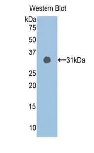 SIRT1 / Sirtuin 1 Antibody (aa244-498)