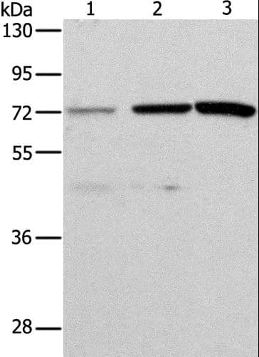 ALS2CR11 Antibody
