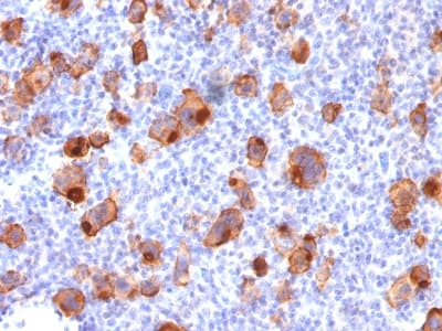 CD30 Antibody (clone rKi-1/779, Azide-free, Carrier-free)