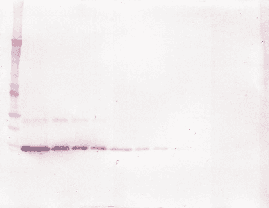 IL4 Antibody