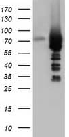 ARHGAP25 Antibody (clone OTI4A9)