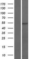 RGS11 Protein (Over-Expression Lysate Myc-DDK (Flag))