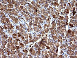 HSD17B4 Antibody (clone OTI1F3)