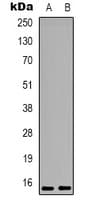 PEA15 / PEA-15 Antibody (C-Terminus)