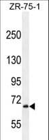 LRRN3 Antibody (aa596-623)