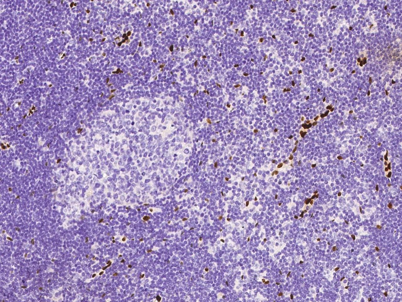 IL-33 Antibody (clone 27, Preservative Free)