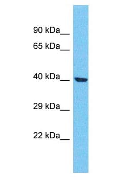 OR4F21 Antibody (aa243-292)