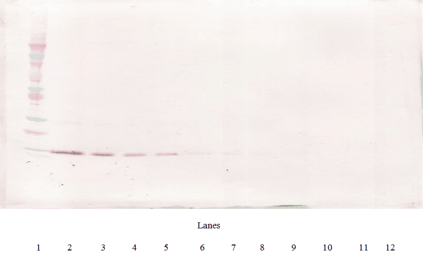 Monoclonal Mouse anti-Human IL4 Antibody (WB)
