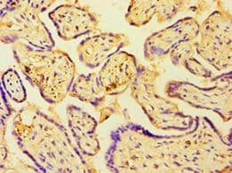 HAUS4 Antibody (aa1-363)