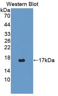 HMGN2 Antibody (aa2-81, Biotin)