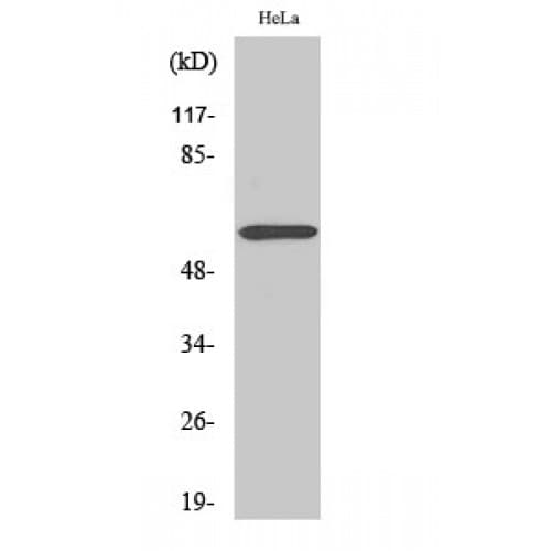 ZNF397 Antibody (10-90 aa, N-terminal)