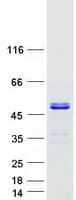 Human TSSC4 Protein (Recombinant Myc-DDK (Flag))