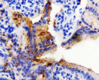 HSPD1 / HSP60 Antibody (aa503-516)