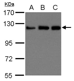 Polyclonal Rabbit anti-Human Kinesin Heavy Chain / KIF5B Antibody (aa901-963, IHC, WB)