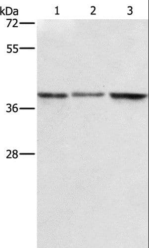 ZFP42 / REX-1 Antibody
