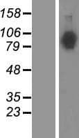 NLGN4X / KIAA1260 Protein (Over-Expression Lysate Myc-DDK (Flag))