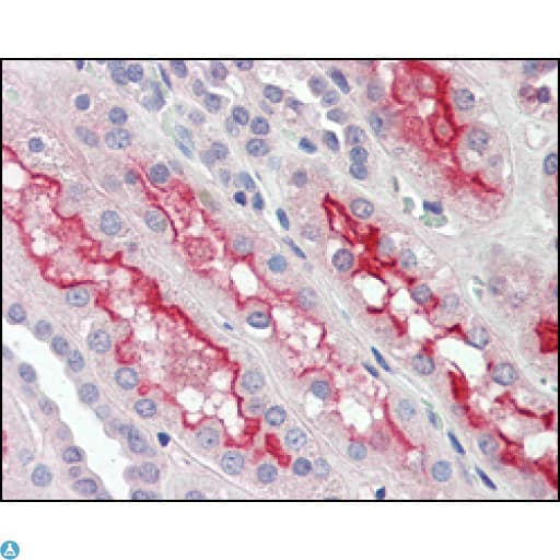 FER Antibody