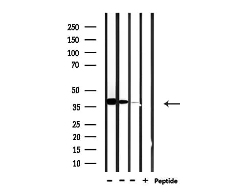 USF2 Antibody