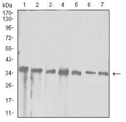 APEX1 / APE1 Antibody (clone 7A2G7)