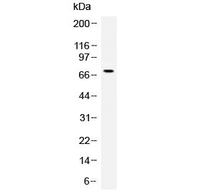 ANGPT1 / Angiopoietin-1 Antibody