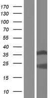 HNRNPCL3 Protein (Over-Expression Lysate Myc-DDK (Flag))