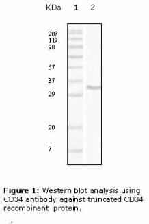 CD34 Antibody (clone 4H5E7)