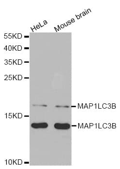 MAP1LC3B / LC3B Antibody