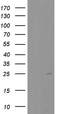 PTGES3 / p23 Antibody (clone OTI2F2)