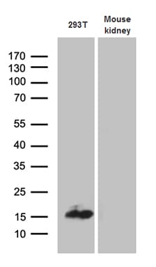 CHCHD10 Antibody (aa17-142, clone OTI3B8)