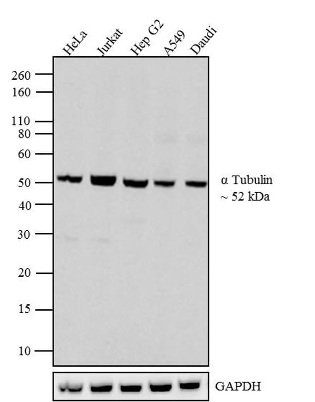Alpha Tubulin Antibody (clone TU-01)