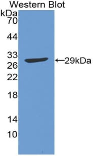 ATF1 Antibody (aa2-240)