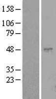 CLEC18C Protein (Over-Expression Lysate Myc-DDK (Flag))