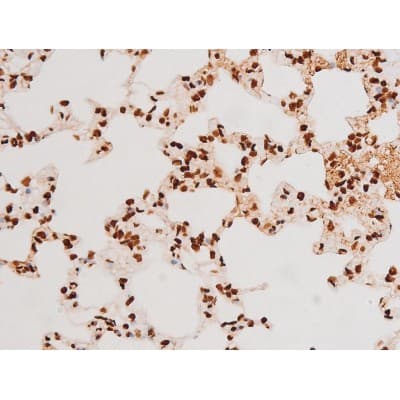 REL / C-Rel Antibody (phospho-Ser503)