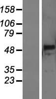 PNLIPRP3 Protein (Over-Expression Lysate Myc-DDK (Flag))