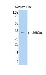 TFF3 / Trefoil Factor 3 Antibody (aa23-81, APC)