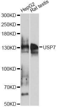 USP7 / HAUSP Antibody