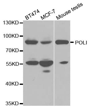 POLI Antibody