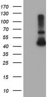 ADH7 Antibody (clone OTI2C3)