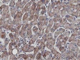 MRPS27 Antibody (clone OTI3A8)