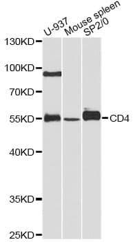 CD4 Antibody