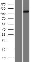PTK2B / PYK2 Protein (Over-Expression Lysate Myc-DDK (Flag))