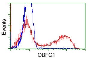 OBFC1 Antibody (clone OTI2E4)