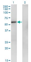 ZNF207 Antibody (clone 6D7)