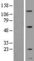 GNG5 Protein (Over-Expression Lysate Myc-DDK (Flag))