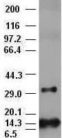 FGF2 / Basic FGF Antibody (clone OTI2H11)