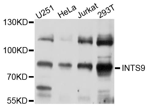 INTS9 Antibody