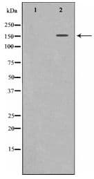 c-Met Antibody